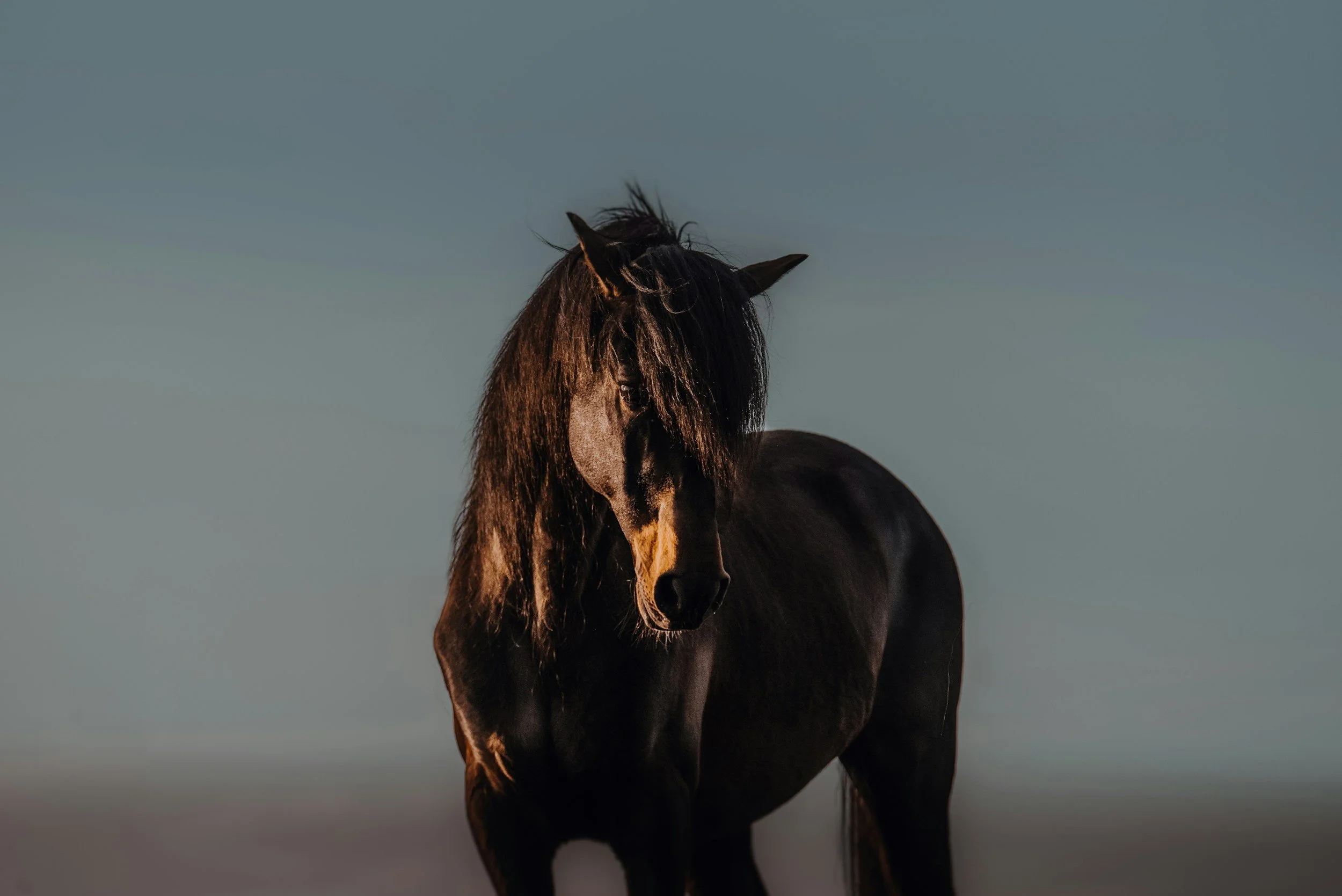A dark brown horse with a black mane standing outdoors against a clear sky.