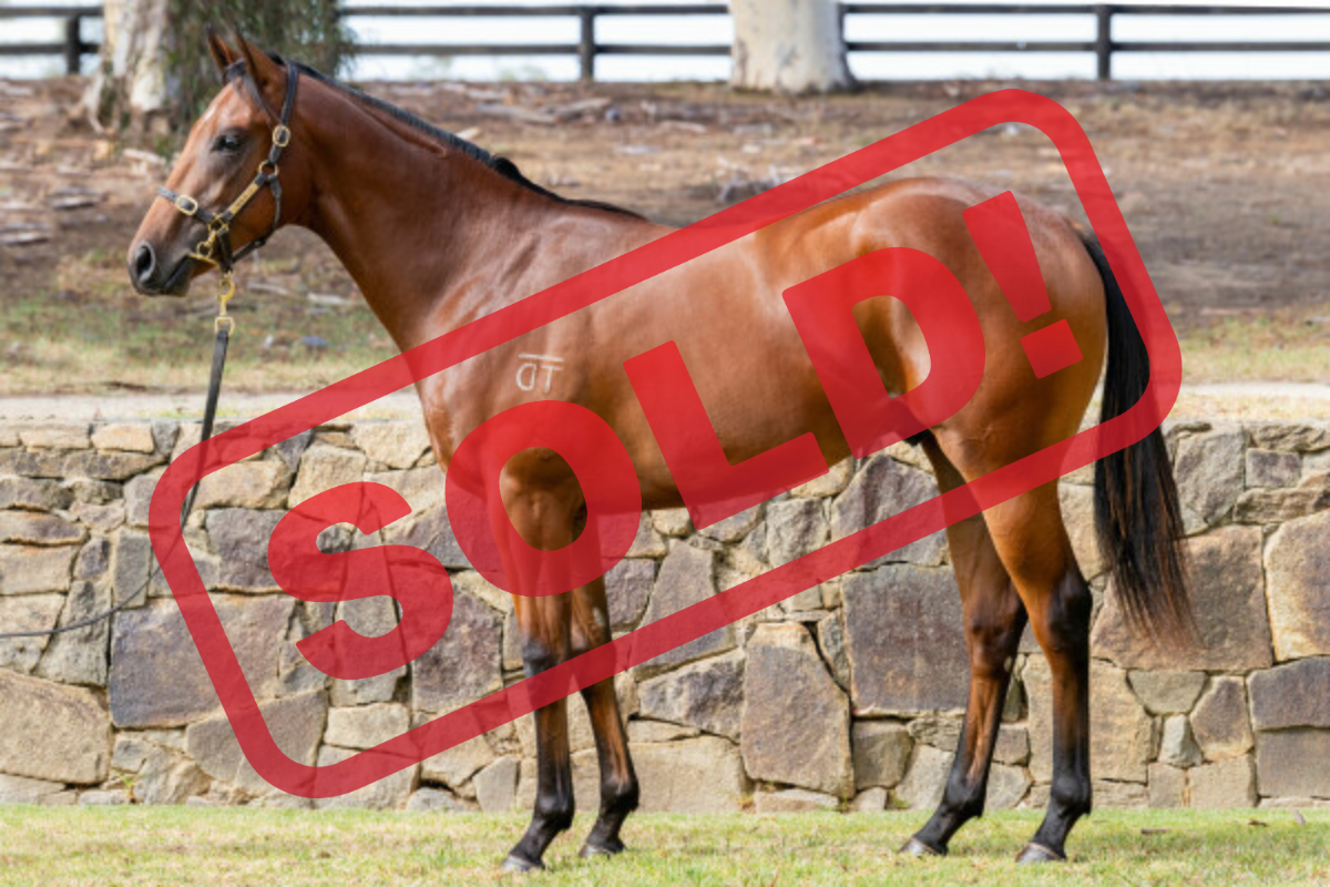 A brown horse standing outdoors in front of a stone wall with trees in the background, with a large red "SOLD" stamp overlayed.