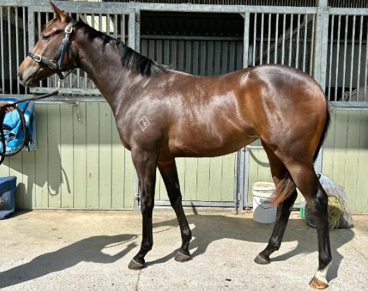 A brown horse standing on a concrete surface in front of a black metal fence and green wooden panels, with grooming supplies hanging on the fence.