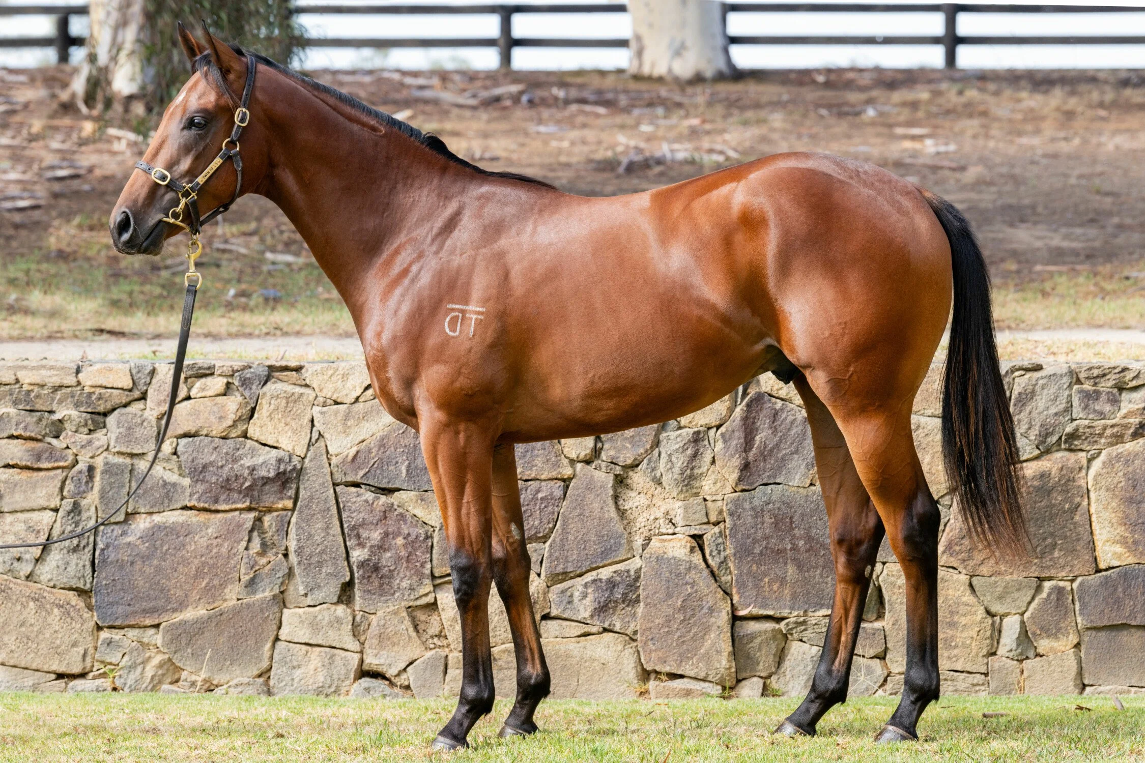A brown horse standing on grass in front of a stone wall and a wooden fence, wearing a bridle and lead rope.
