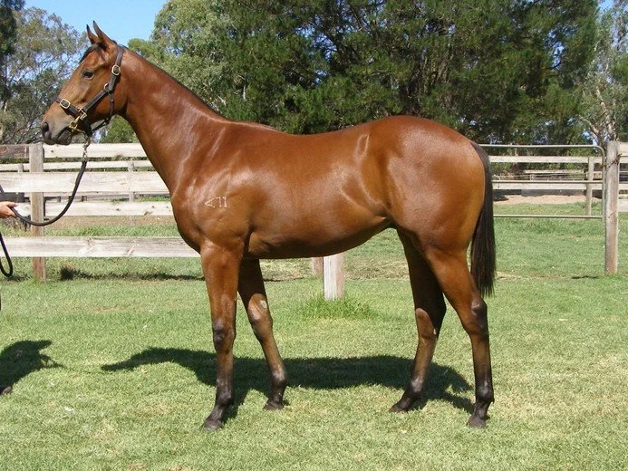 A brown horse standing on grass, being held by a person outside in a fenced area with trees in the background.