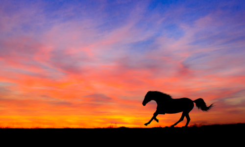 Silhouette of a horse running across a landscape at sunset