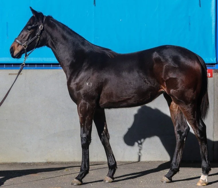 Side view of a dark brown horse with a black mane standing on a concrete surface in front of a gray wall and blue background.
