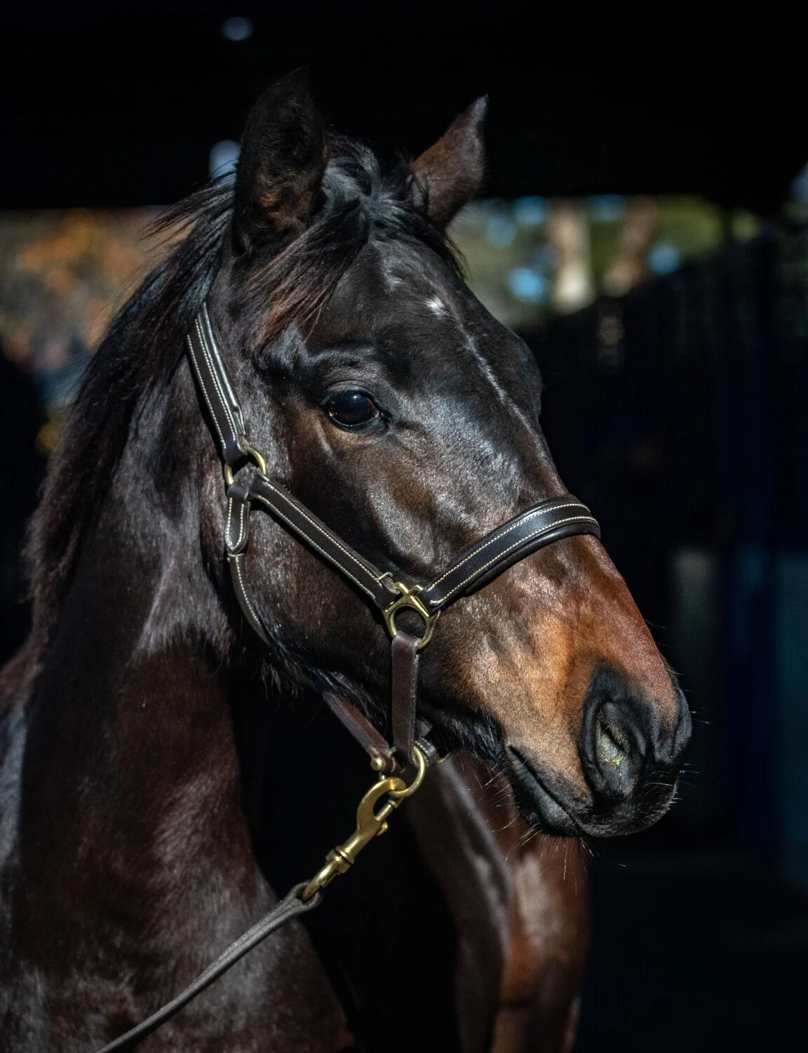 Close-up of a dark brown horse with a shiny coat, wearing a leather halter with gold hardware, in a dimly lit stable or arena.
