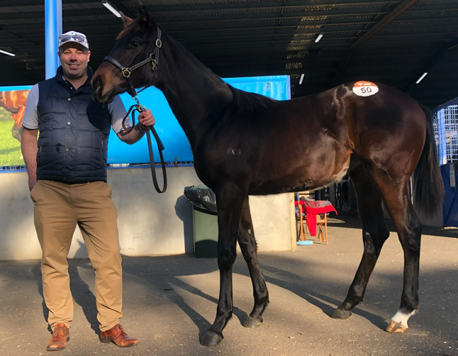 Glenn Hunter from Signature Pedigrees standing beside the Dirty Work × Lady I Am filly during a sale inspection, showcasing her strength, shine and early athleticism.