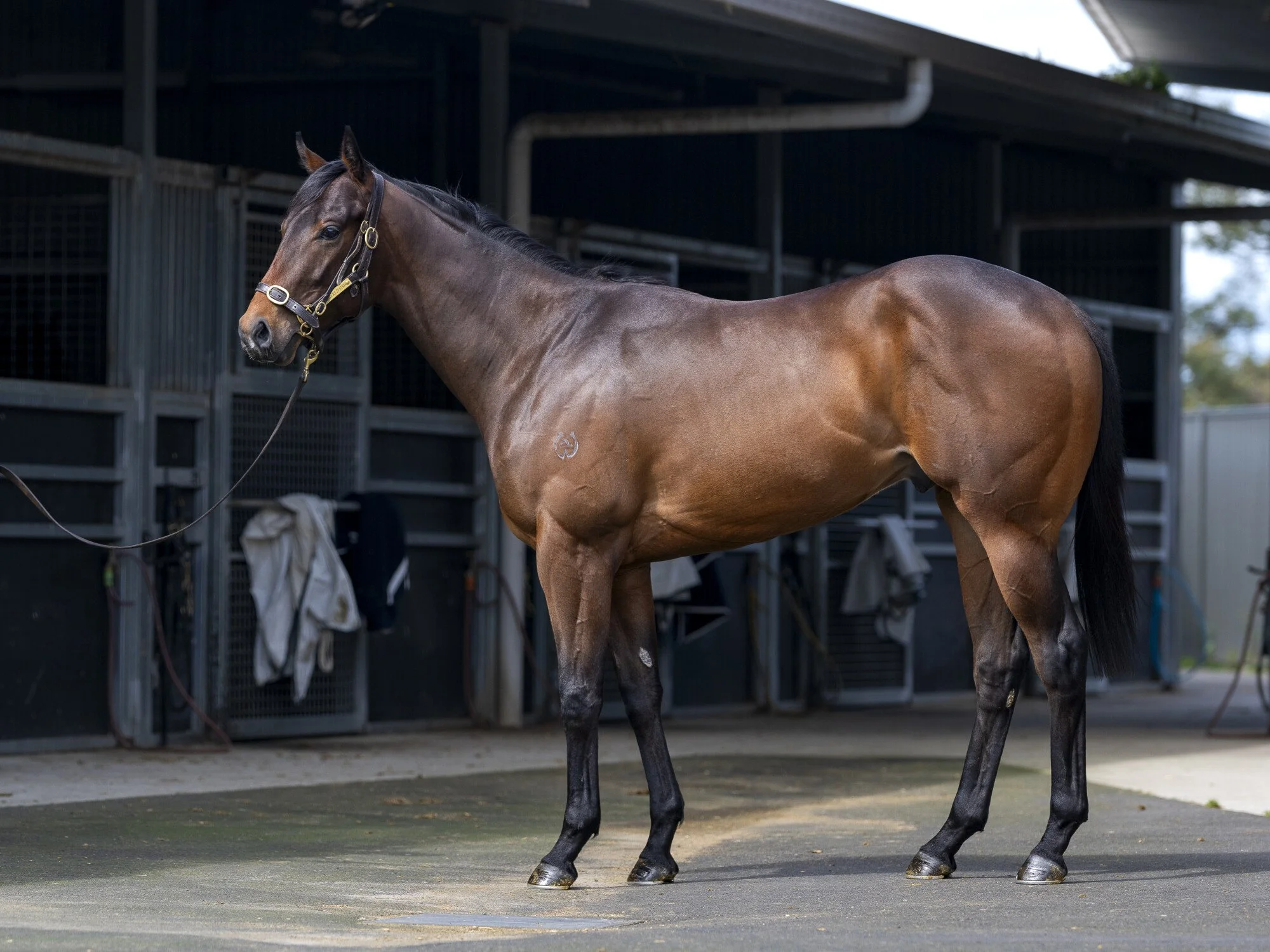 A brown horse standing in a stable area with black metal stalls and some clothing hanging on the sides.
