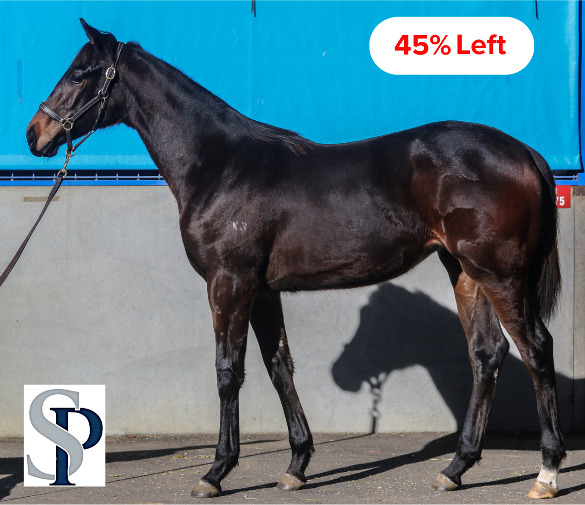 Dirty Work × Lady I Am filly standing for a conformation photo against a blue backdrop, showing an athletic frame, clean lines and balanced development.
