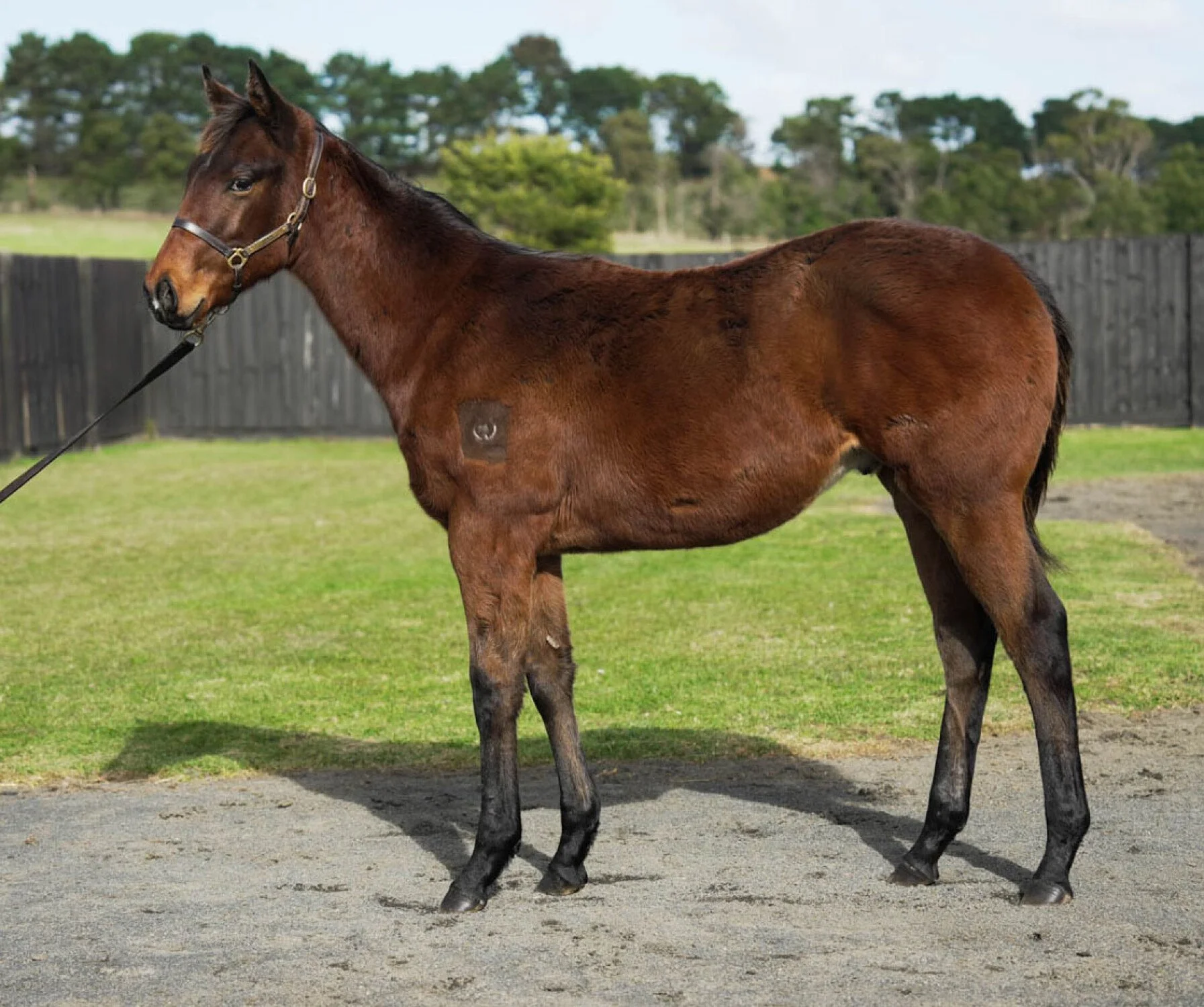 Mbube as a weanling, standing in a paddock during early development.
