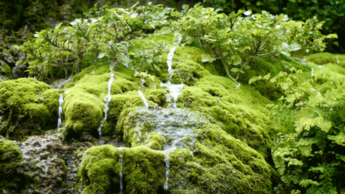 Cinemagraph: 垣花樋川（かきのはなひーじゃー）03