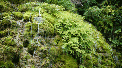 Cinemagraph: 垣花樋川（かきのはなひーじゃー）02
