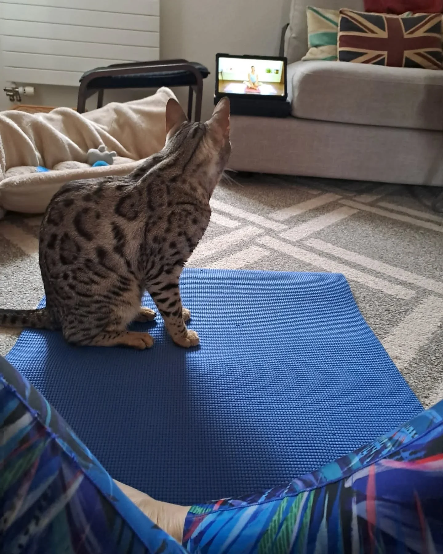 My little friend joining me for my morning 🌄 yoga 🧘&zwj;♀️ today. #menopausing #menopauseintheworkplace #menopausesupport #bengalyoga