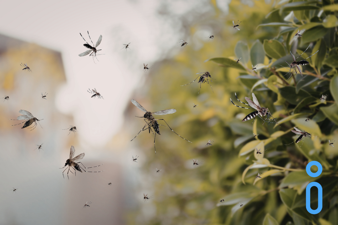 Summer is Approaching: What Travelers Should Know About Mosquito-Borne Diseases&nbsp;