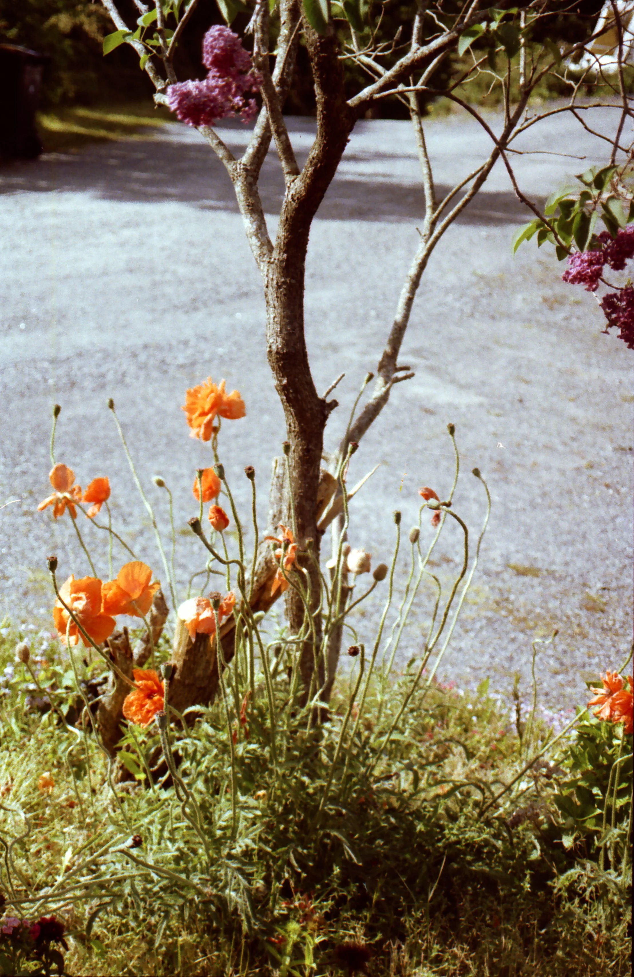 A tree with purple flowers and green leaves, surrounded by orange flowers and greenery, on a patch of grass with a gravel pathway in the background.