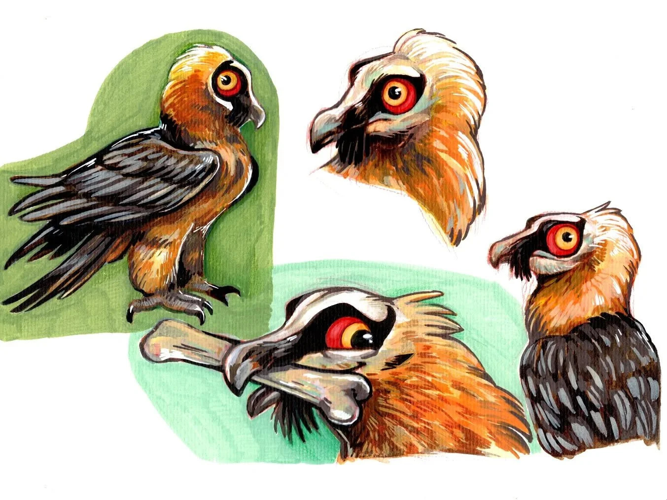 Did you know it's Birdtober? I'll be following @kaylafiskbirds list since it gives so much freedom. I love a prompt. 

Day 1 is 'Favourite Bird' so naturally I did the bearded vulture or lammergeier. I know it's not an original pick, but how can you 
