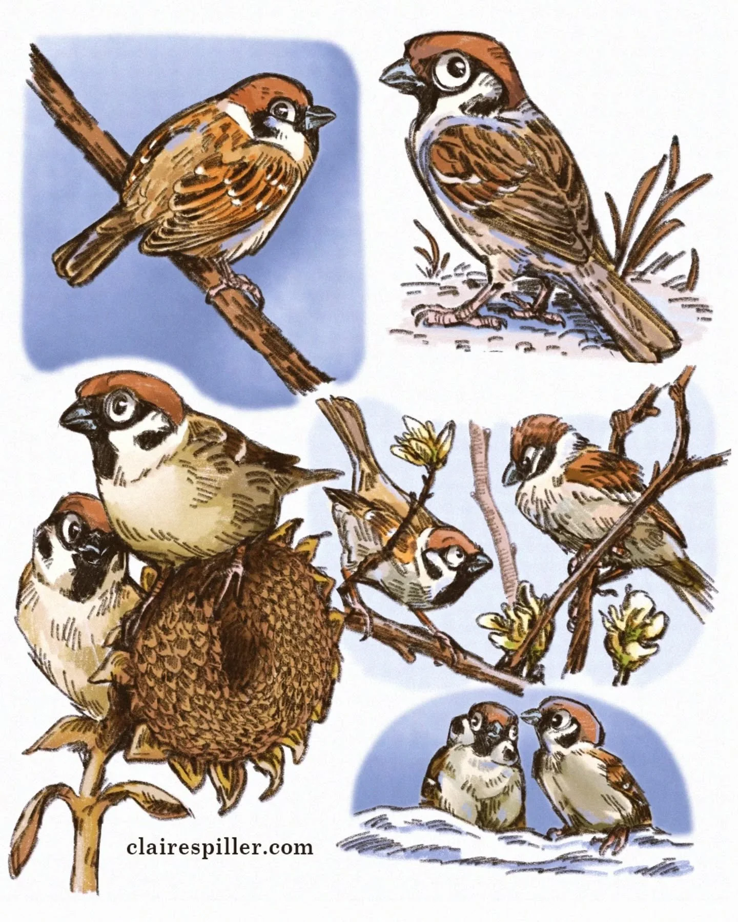 Some Eurasian tree sparrows for Birdtober day 2. 
I haven't drawn digitally for months so this was a fun little exercise that took longer than I thought it would. 

#sparrows #birds #treesparrow #birdtober #birdtoberclub #birdart #birdillustration #w