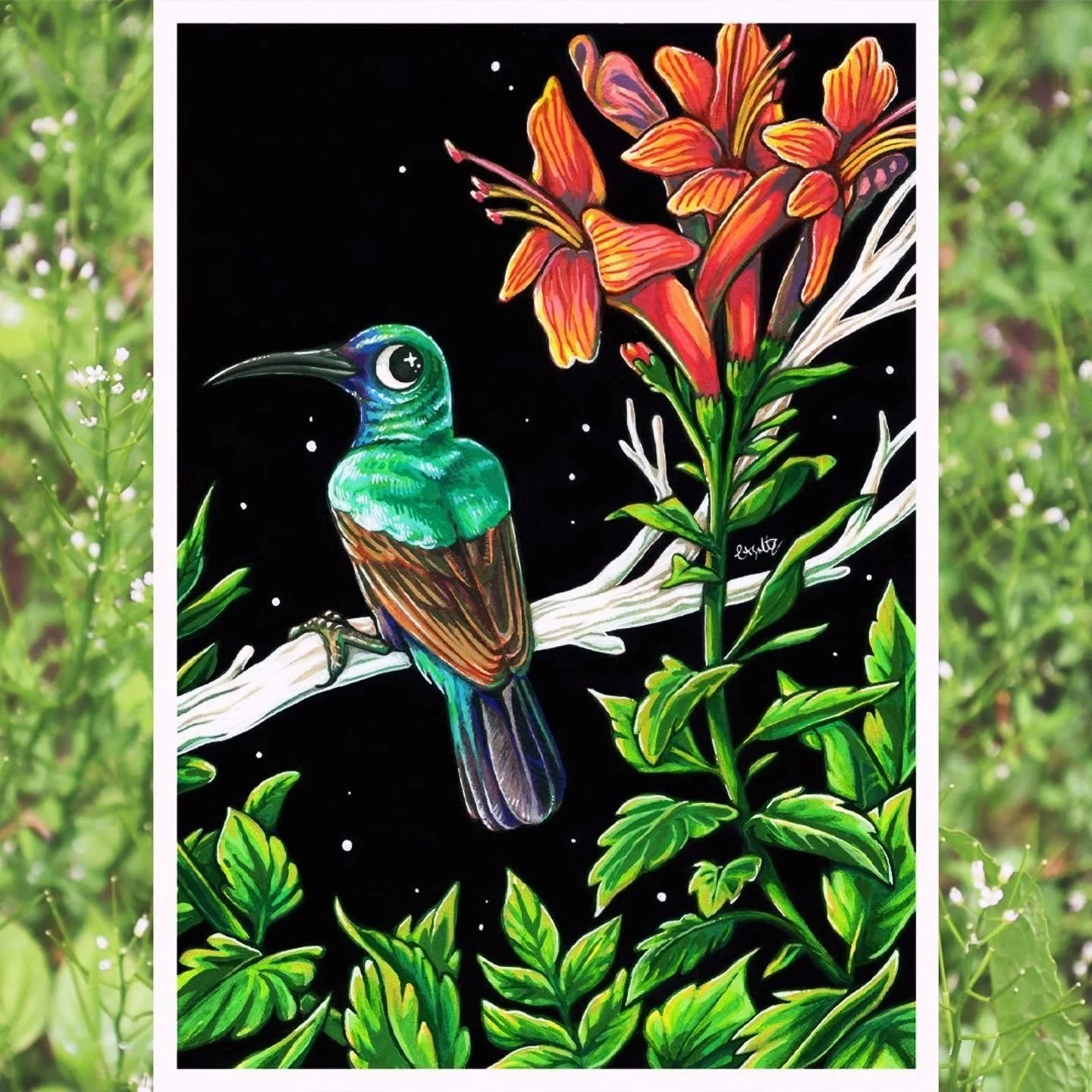 The original painting of the Palestine Sunbird is now up for sale in my shop (clairespiller.com). It's essentially one big donation - all proceeds go to Medical Aid for Palestinians (MAP) and you get a cool piece of handmade art to hang up! 

If it's