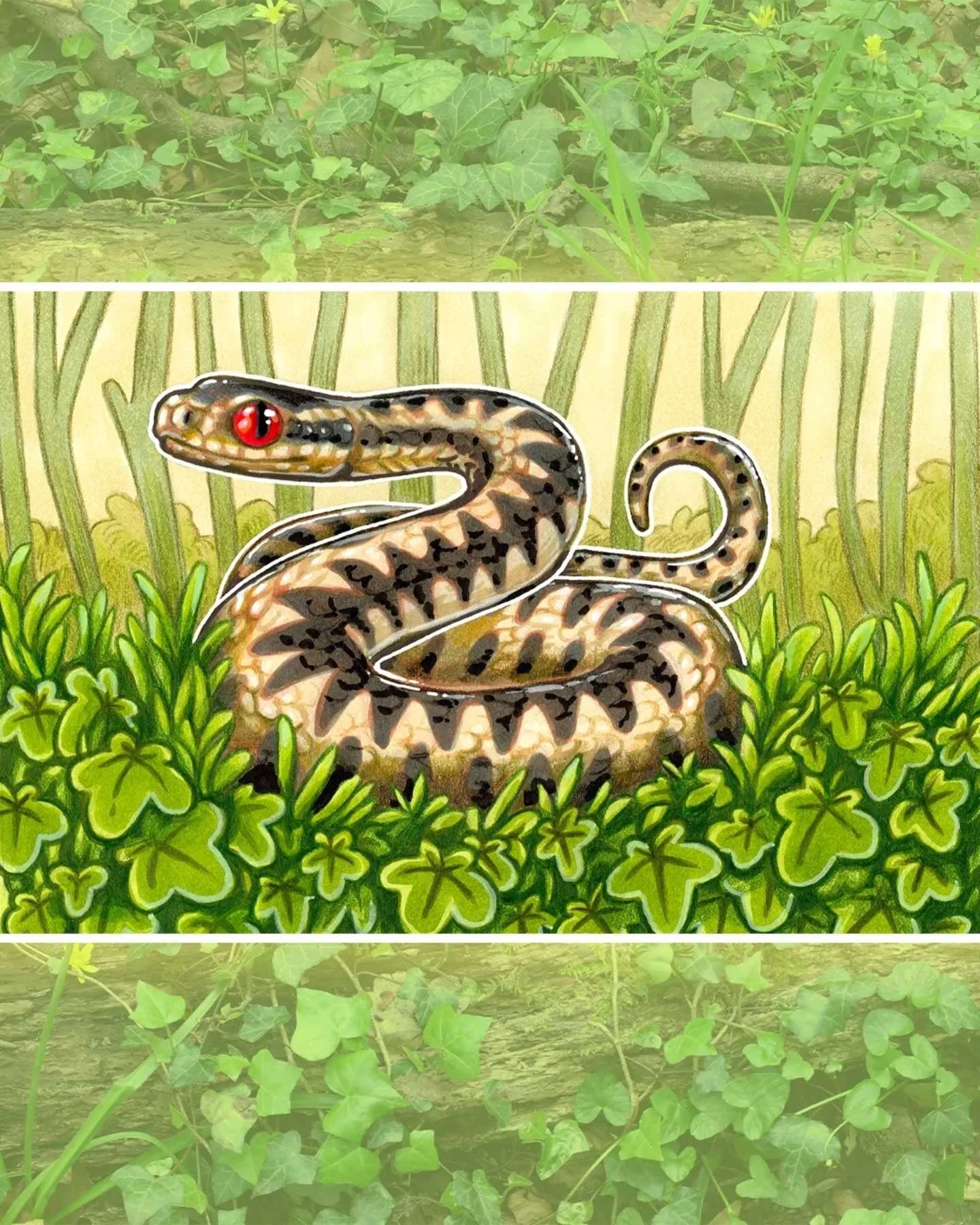 A European adder for the temperate forest design 🐍

#adder #snakeart #wildlifeart #snakesofinstagram #snakelove