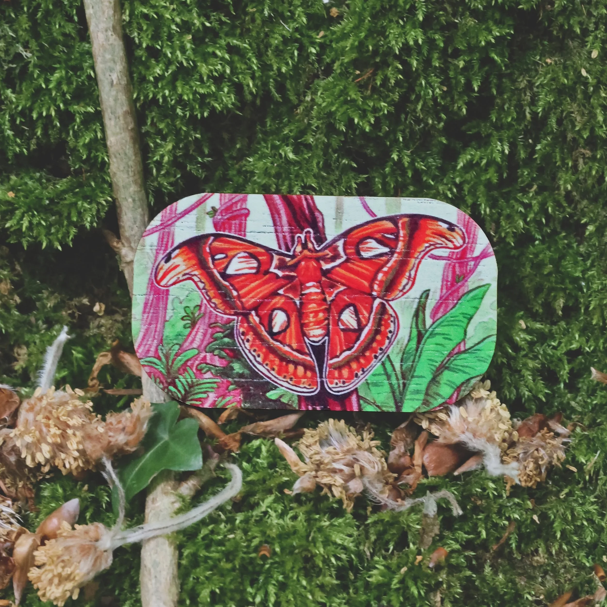 Feeling 🌴🌺 tropical 🌺🌴 

#atlasmoth #mothart #bugsarecool #witchofthewoods #forestcreatures