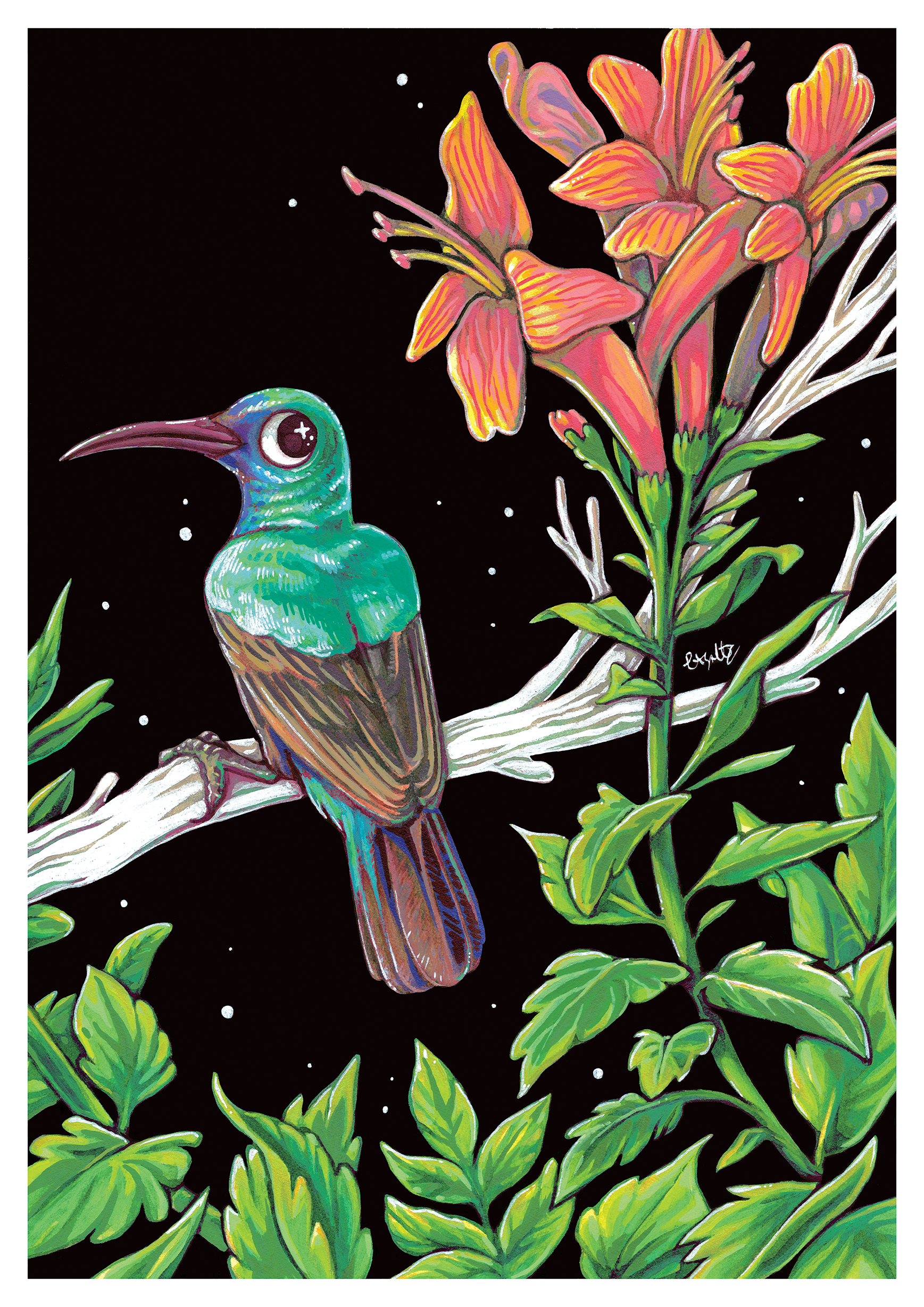 Sunbird3.png