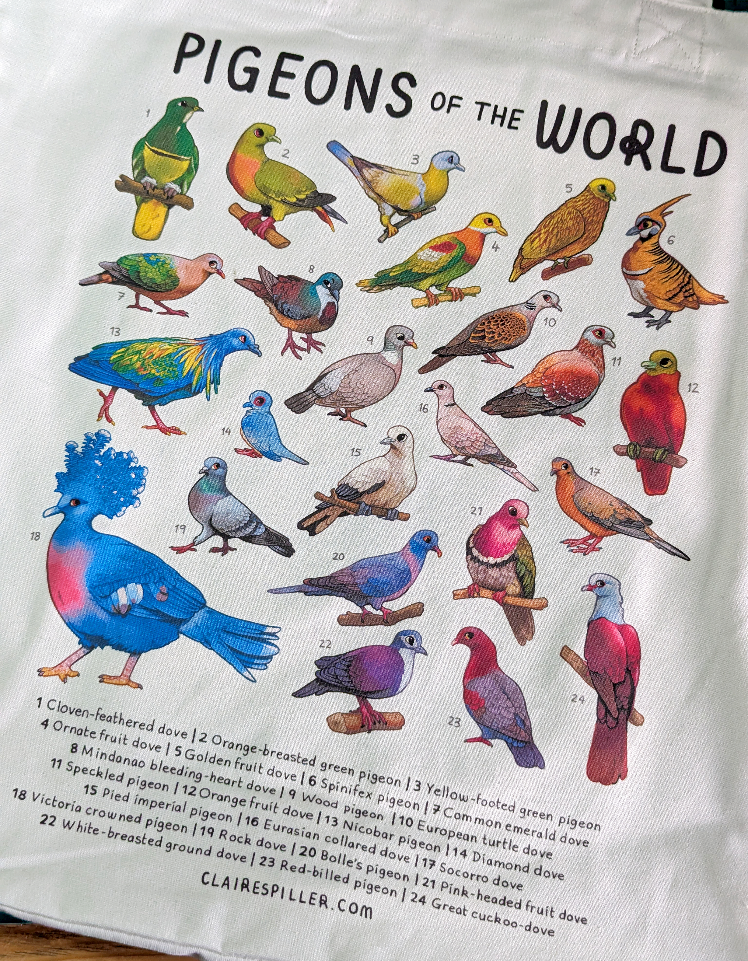 TOTE_pigeon2.png