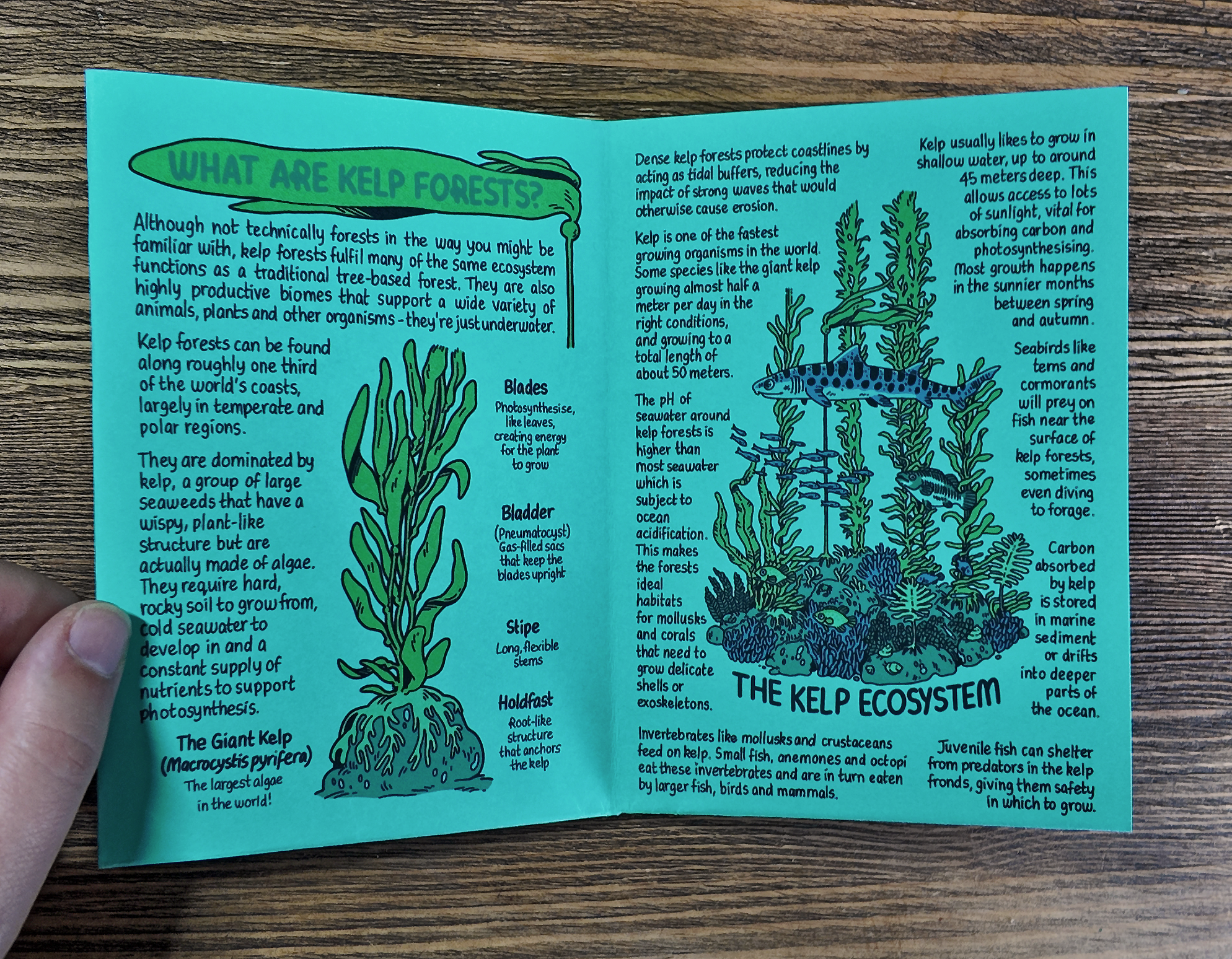 KelpGuide2.png