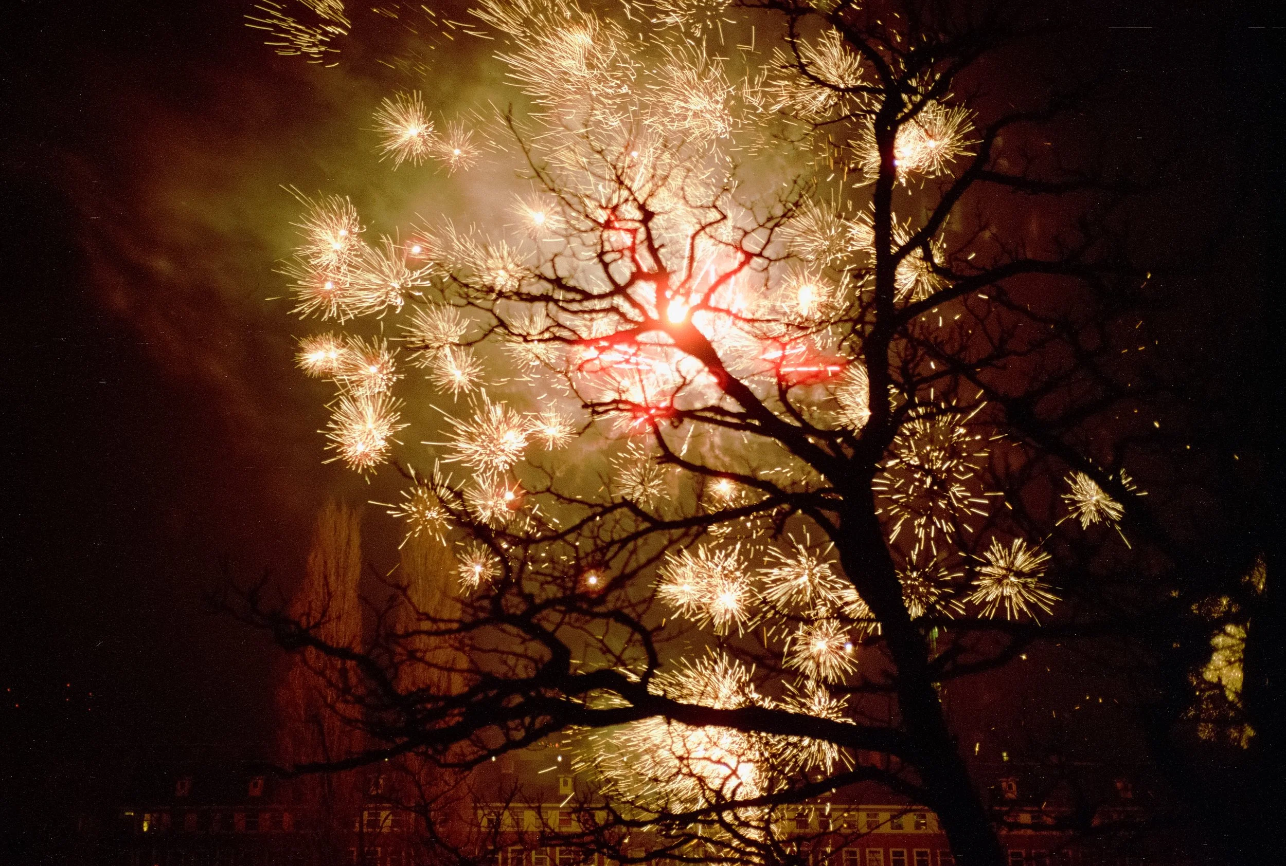Fireworks exploding in the night sky with a silhouette of a leafless tree in the foreground.