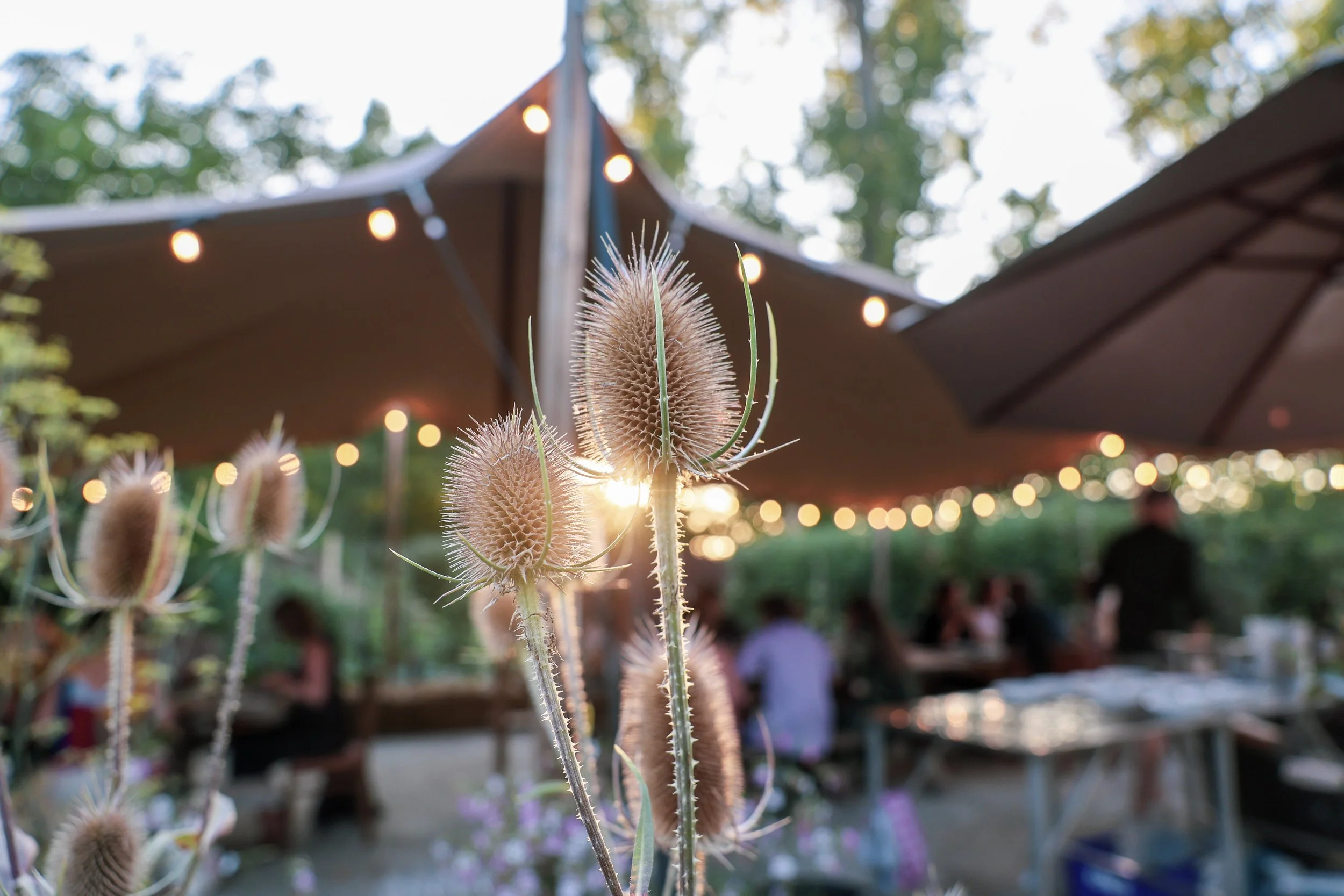 Shift Catering – sfeerbeeld – voedselbos Zomersmaak – Sander Bautmans