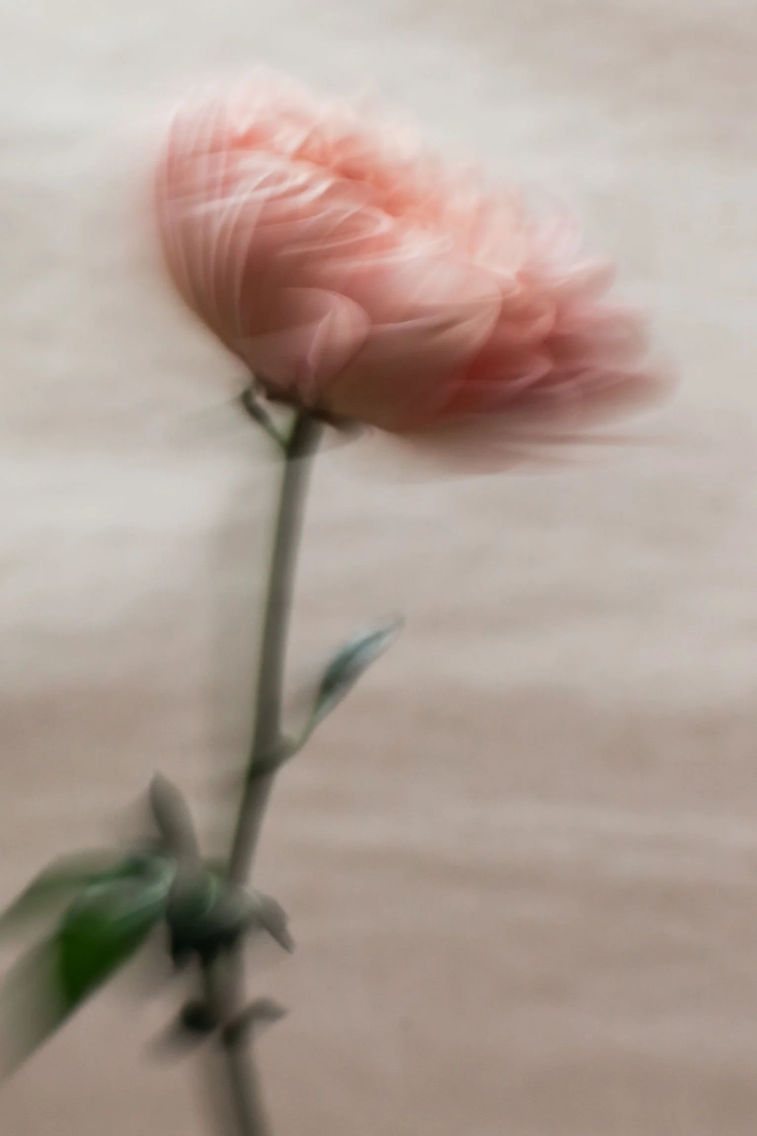 flower.jpg