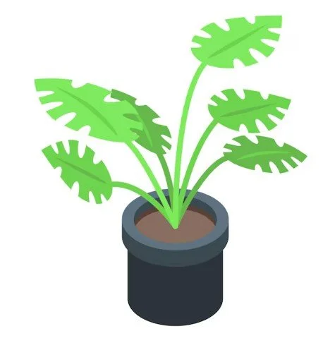 What size plant pot do I need? A complete guide.
