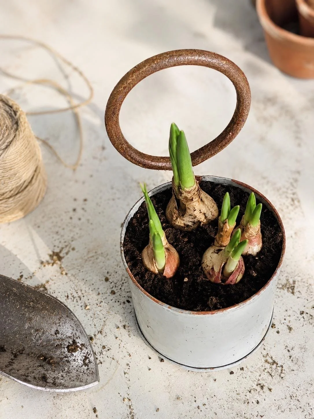 What size plant pot do I need? A complete guide.