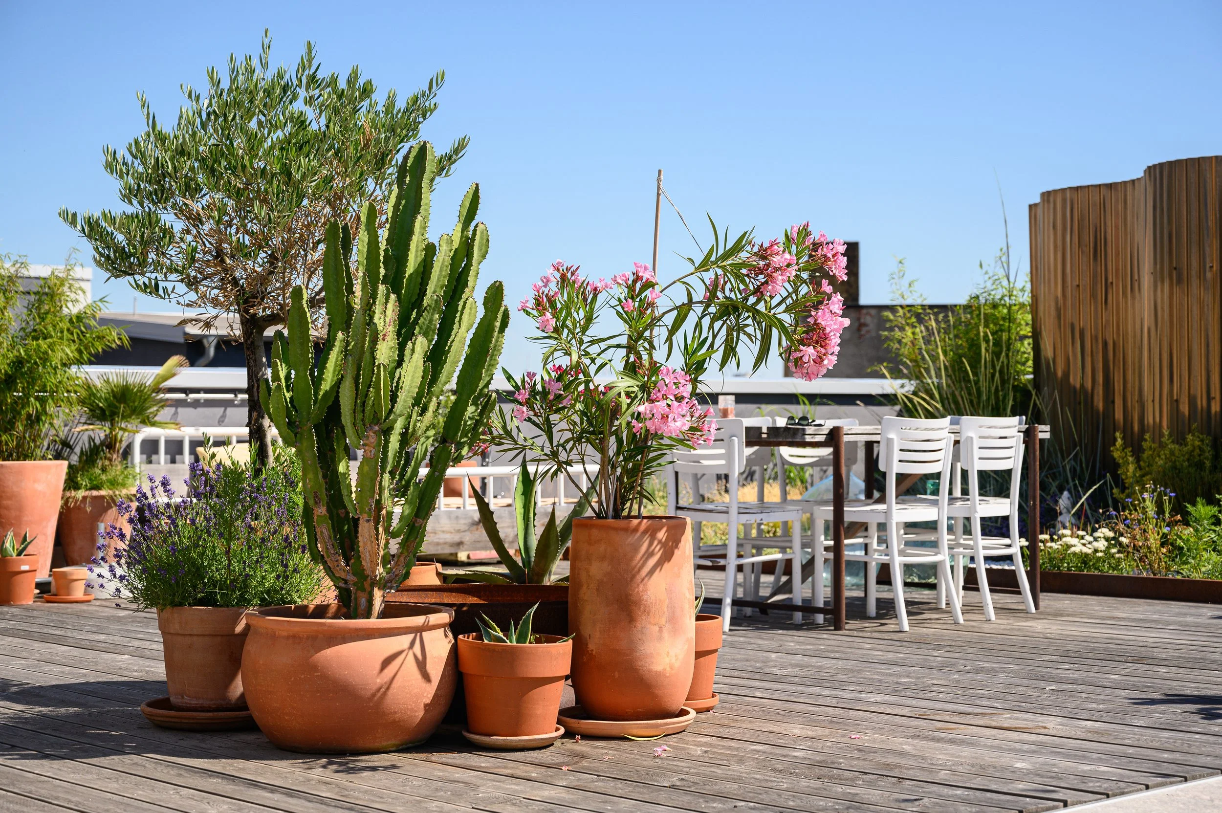 Pflanzen in Terrakottatöpfen auf Holzterrasse, im Hintergrund Gartenmöbel und Holzsichtschutz, blauer Himmel.