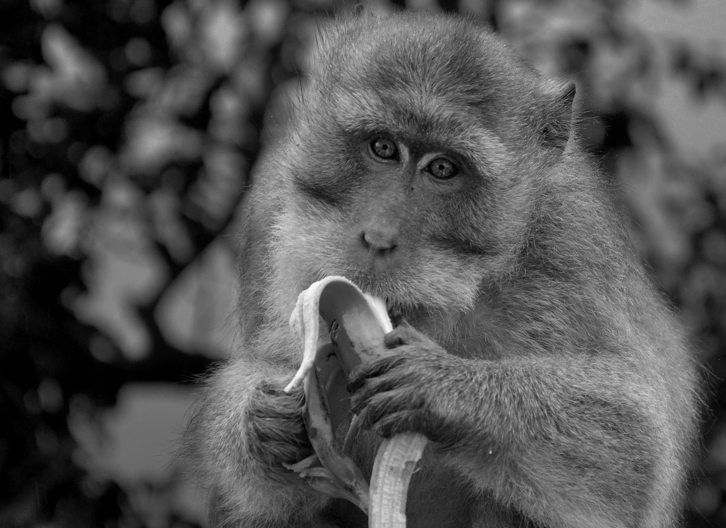 From Forest Royalty to Parking Lot Bandits: The Fall of the Macaques