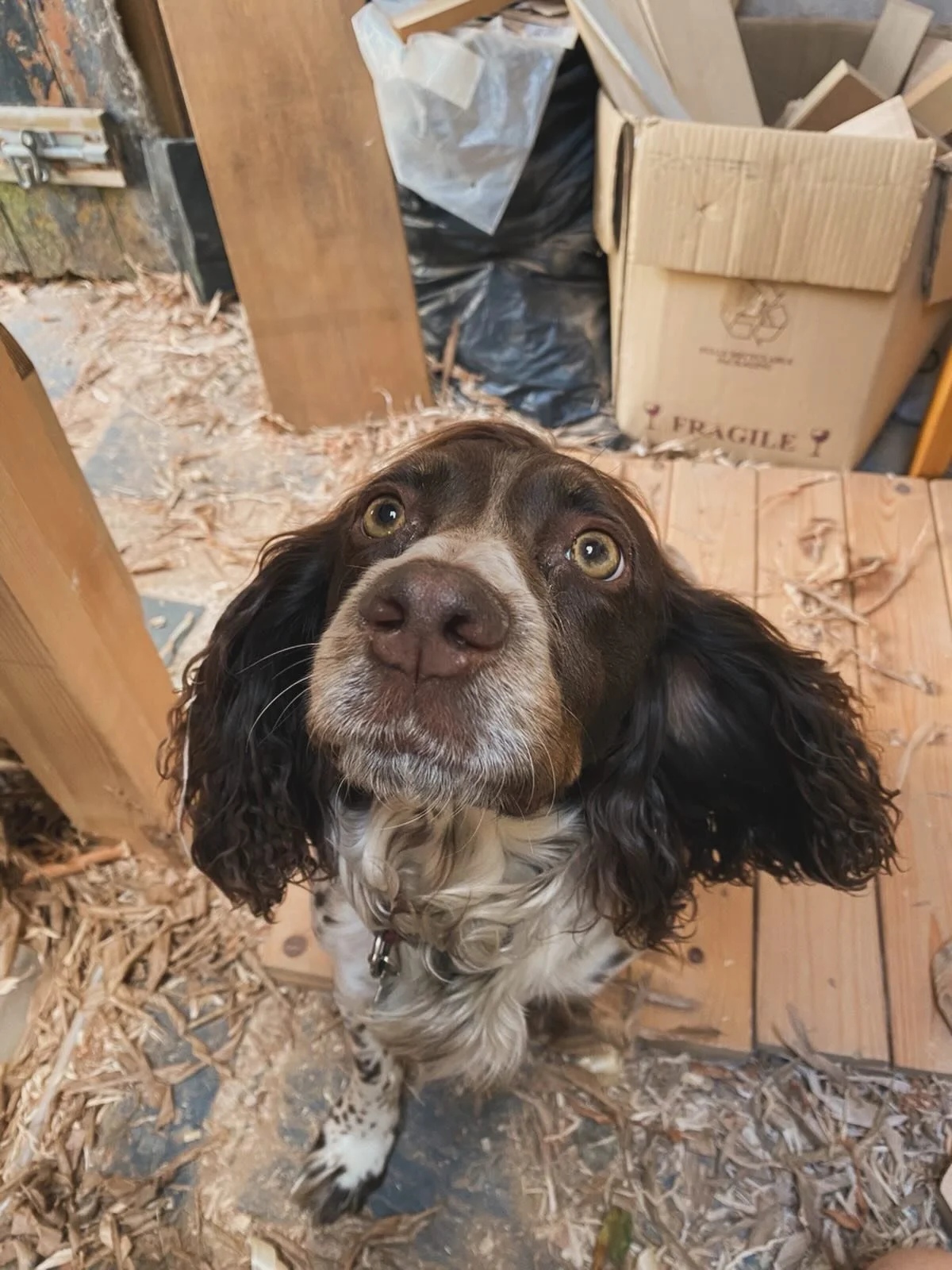 Had to say goodbye to my workshop buddy Nansi last week. So sudden and utterly heartbreaking. She will be sorely missed. My personal time keeper, she always let me know when lunchtime was. Cysgan dawel, Nansi fach x
