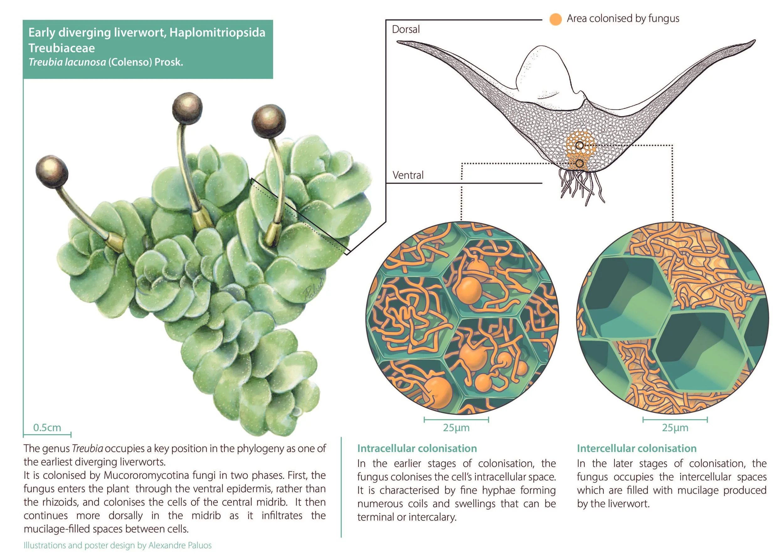 Bryophyte-Fungus Symbiosis