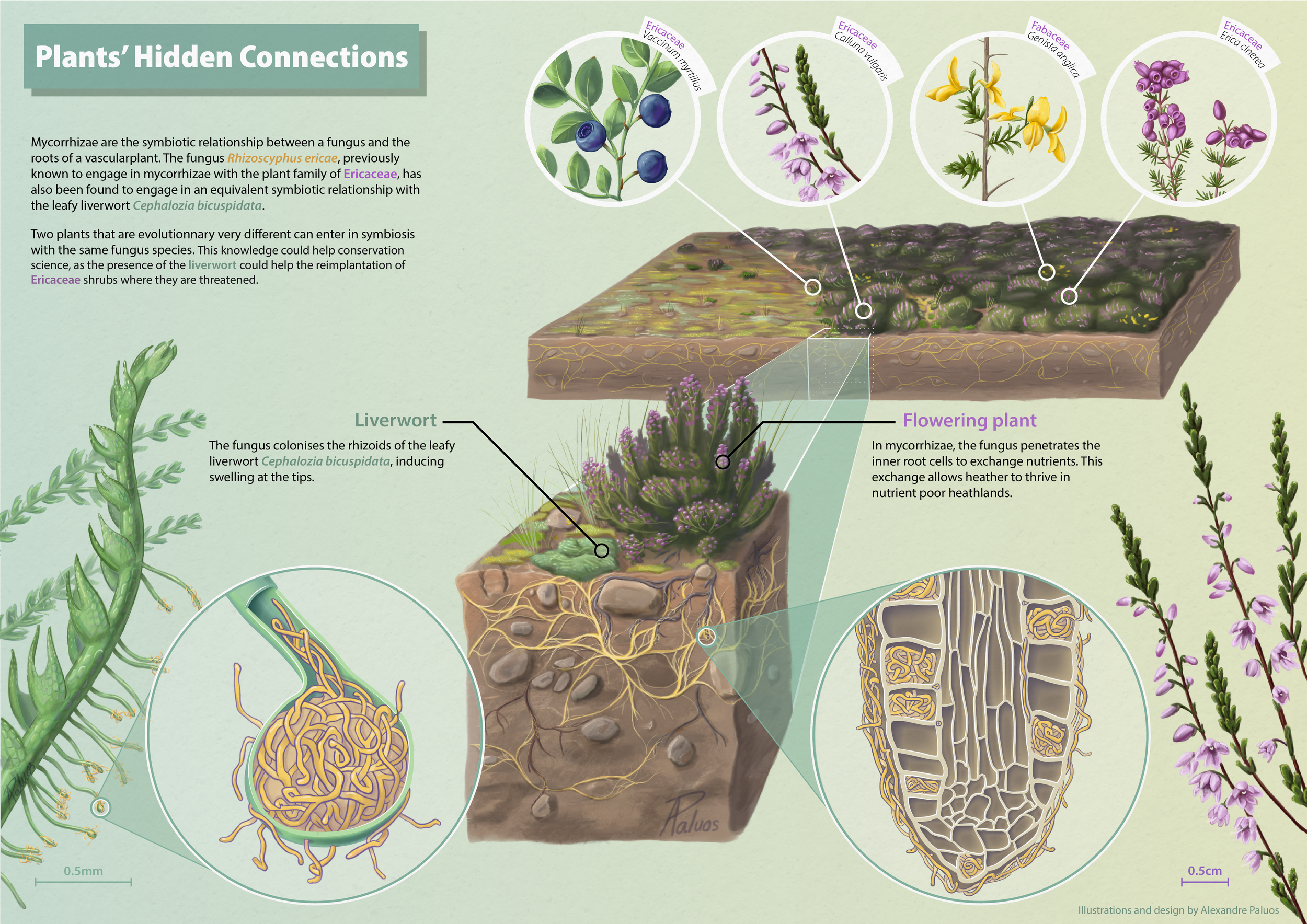Symbiosis In Heathlands