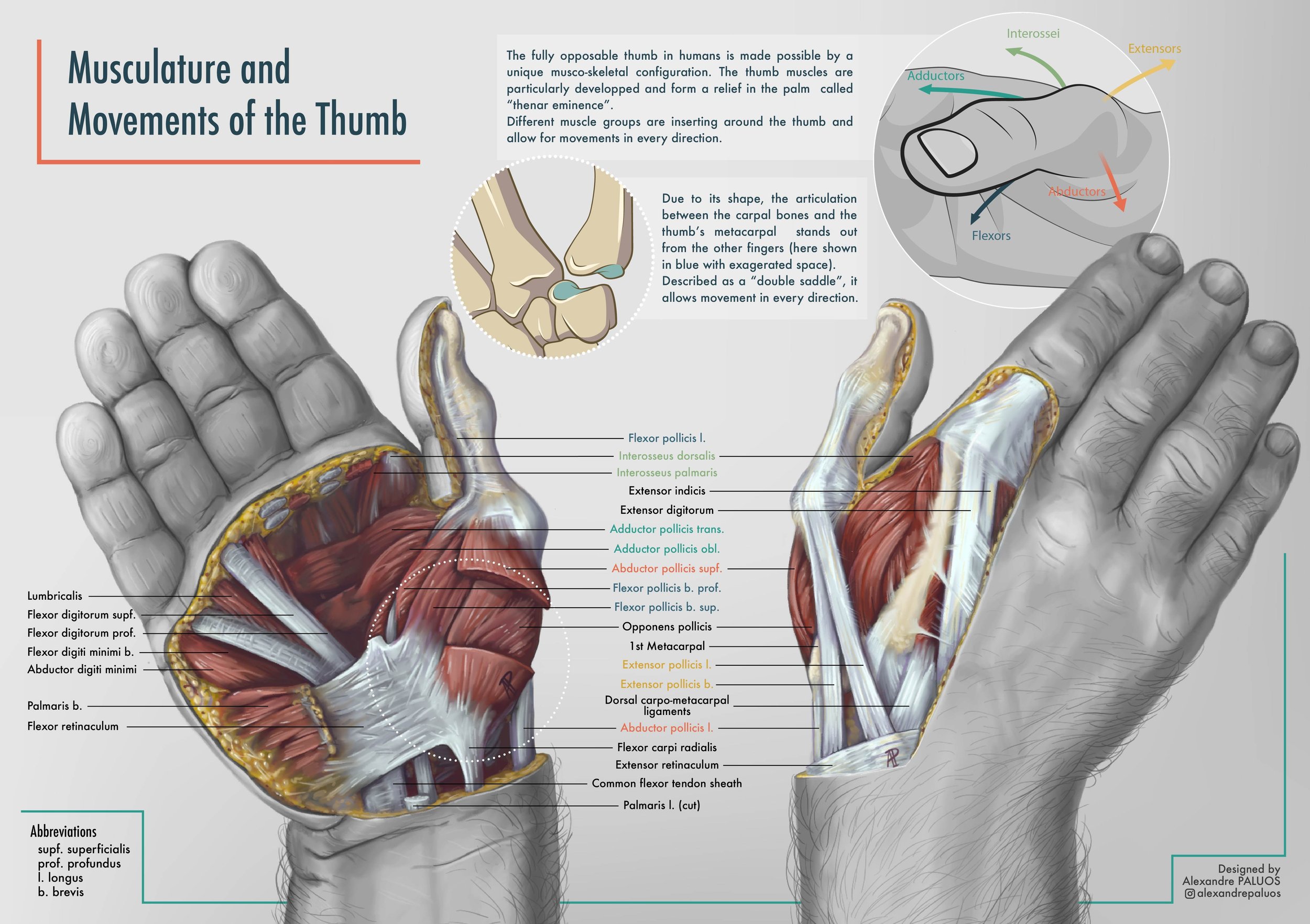 Musculoskeletal Anatomy Of The Thumb