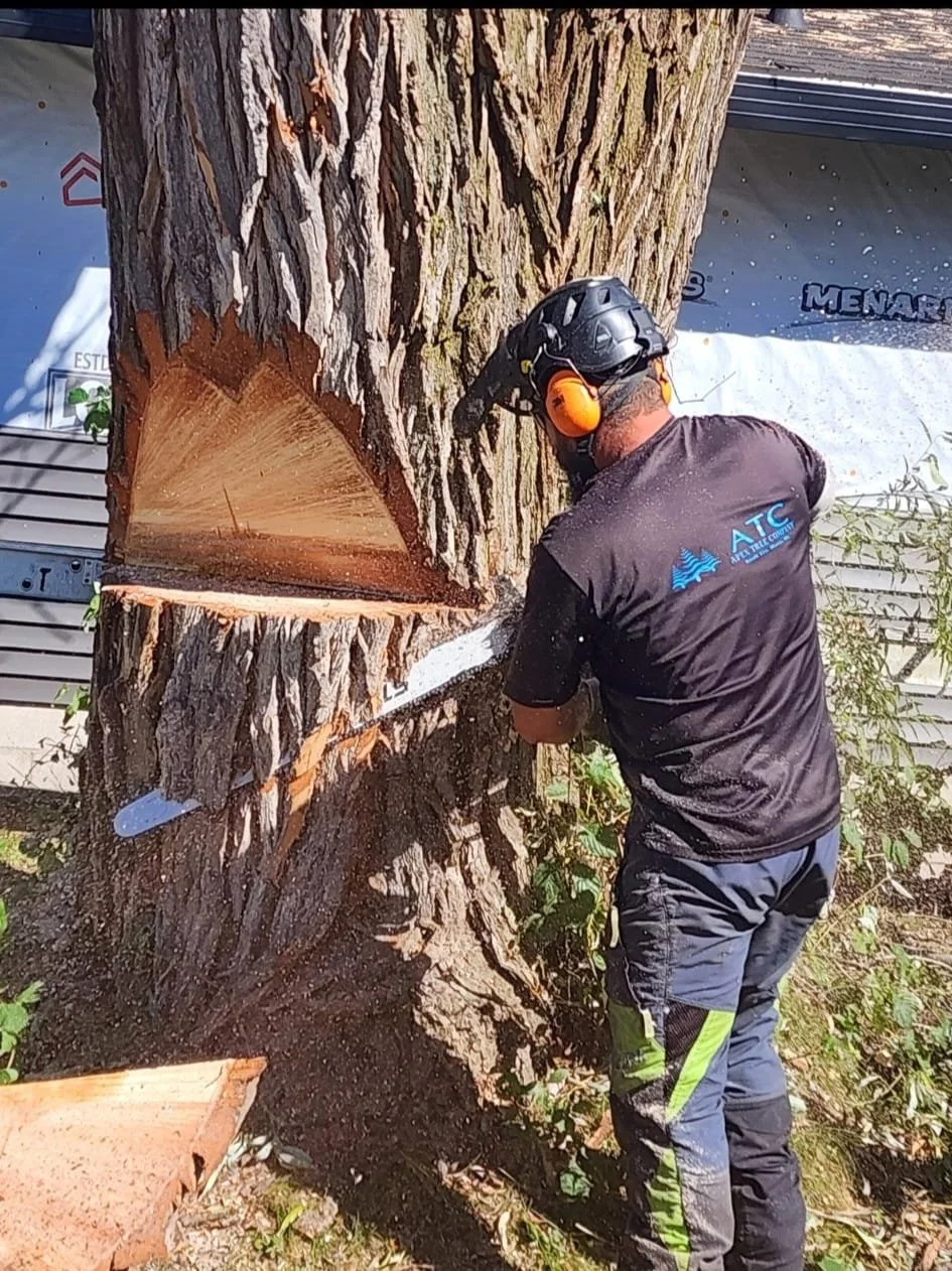 About Us — Apex Tree Company