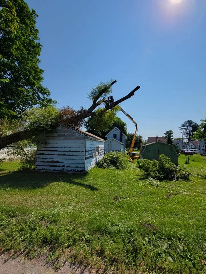 tree fallen on barn