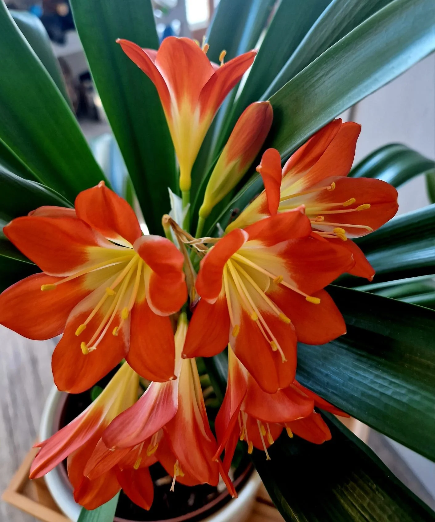 Neue Blumen für den Kommenenden Sommer