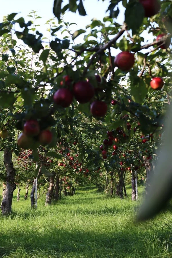 Eplehage.jpg