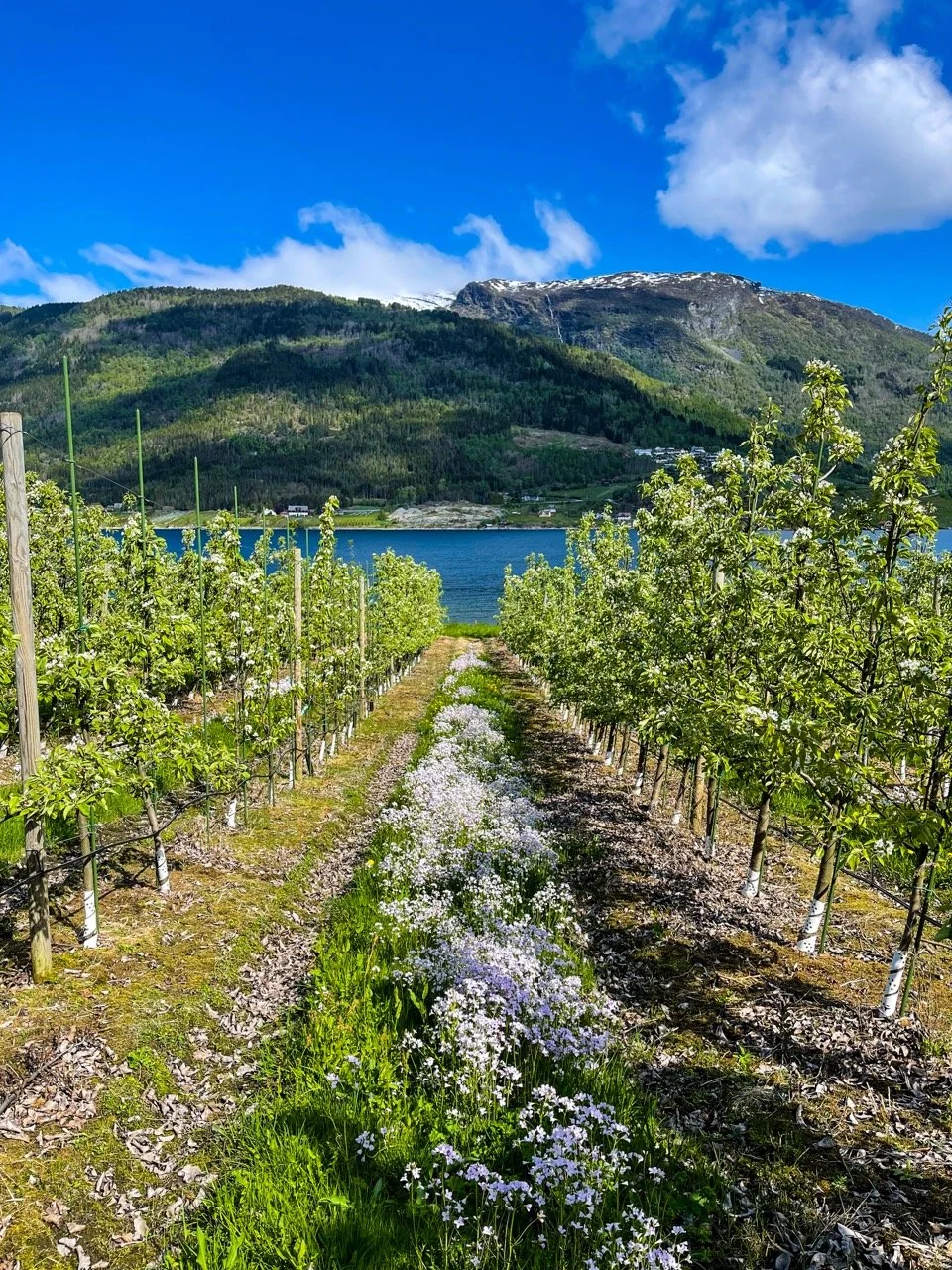 image00021 – stort.jpeg