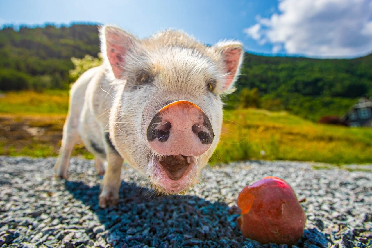 image00014 – stort.jpeg