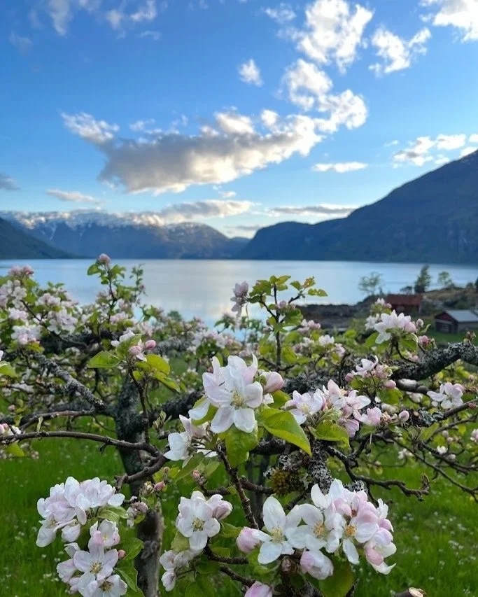 Blomstrende frukttrær foran en innsjø med fjell i bakgrunnen under en delvis overskyet himmel.