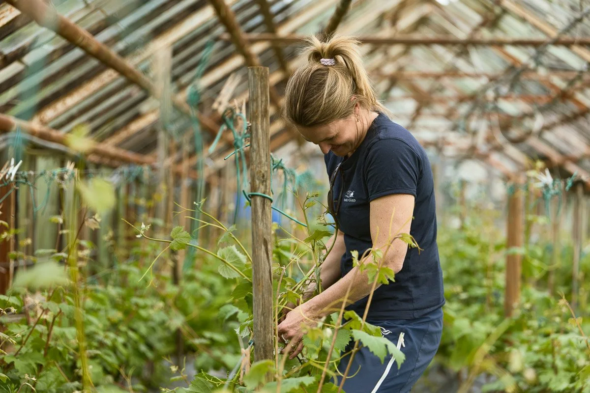En kvinne jobber med planter i et drivhus.