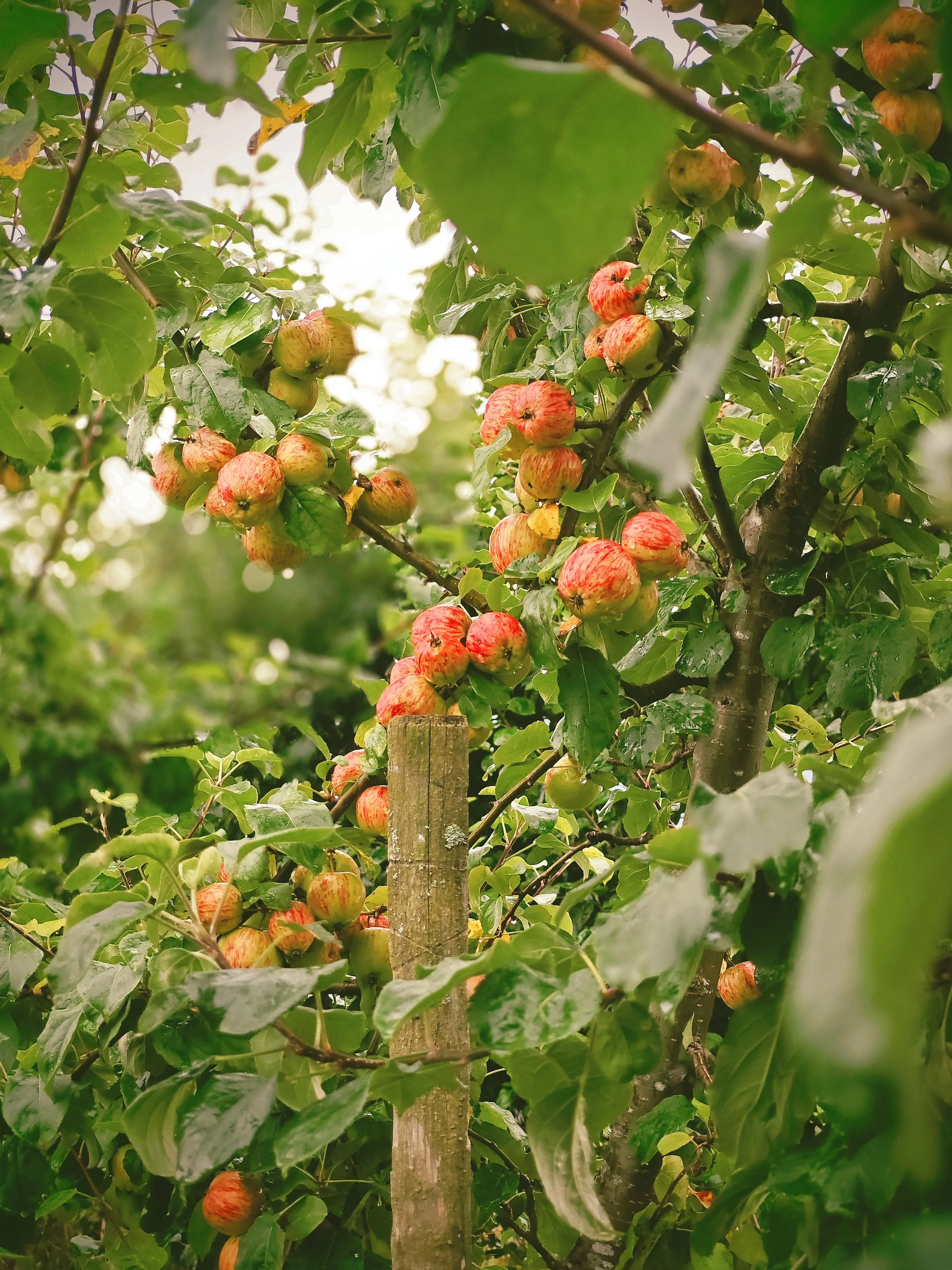 Høstet rød og grønn epletomat på en plante med grønne blader.