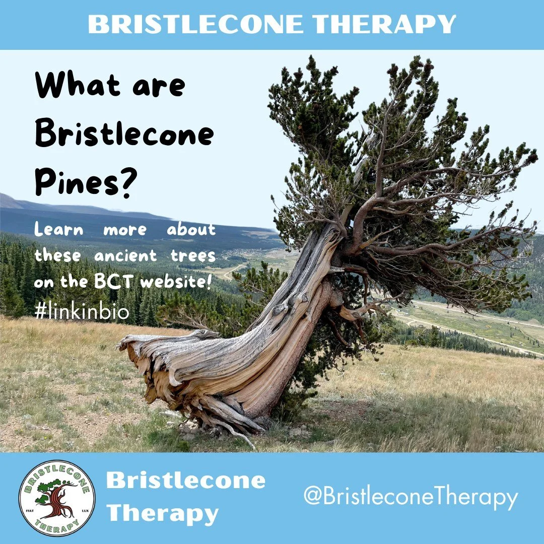 Learn about these ancient trees here: https://bristleconetherapy.com/faqs