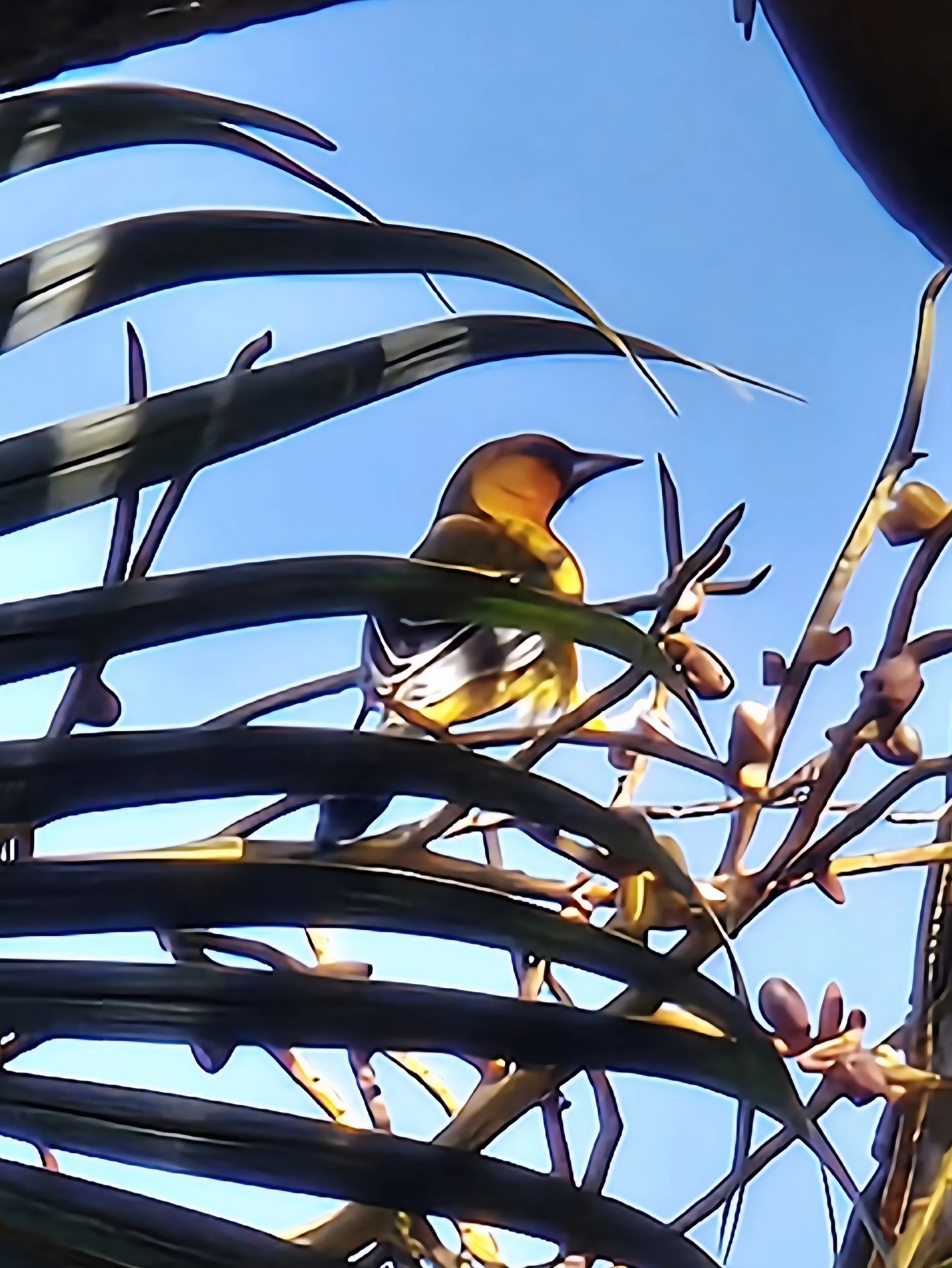 Bird sitting in tree branches at Tres Andreas small hotel in Mexico
