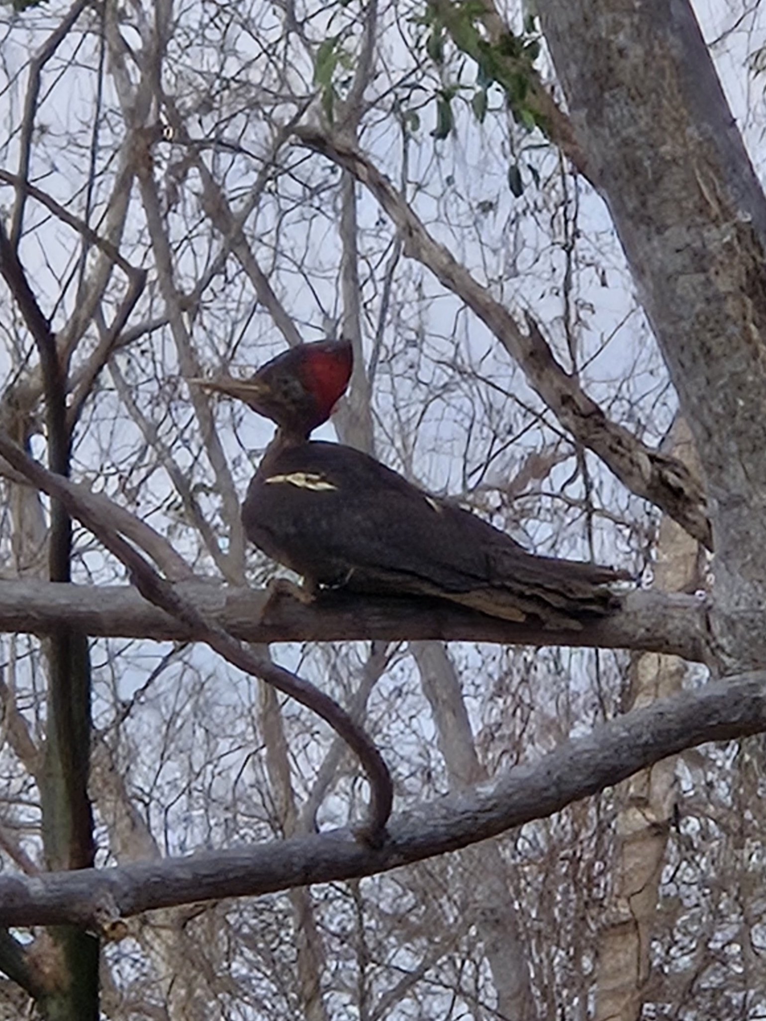 Lineated Woodpecker