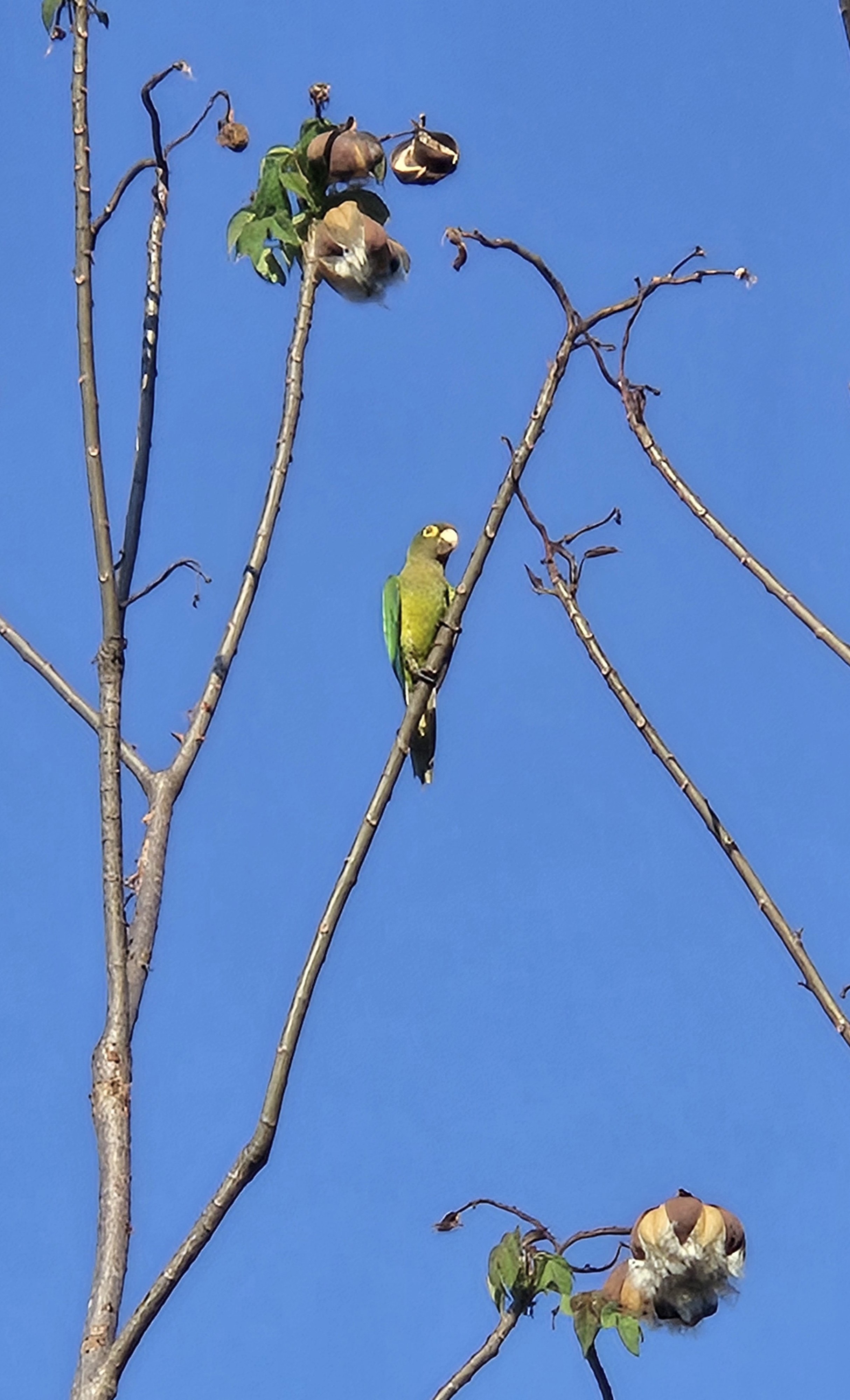 Orange-fronted Parakeet
