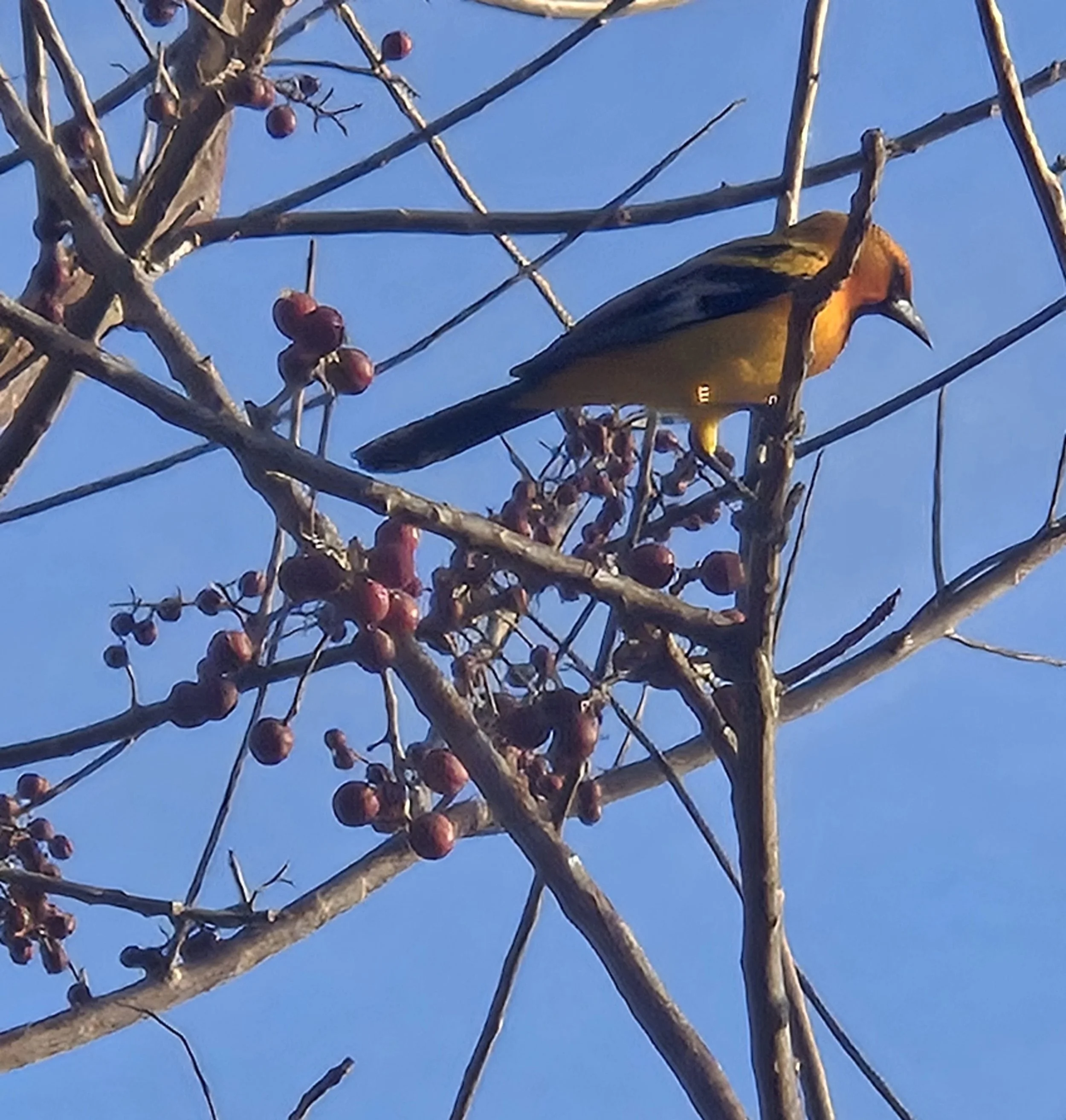 Streak-backed Oriole